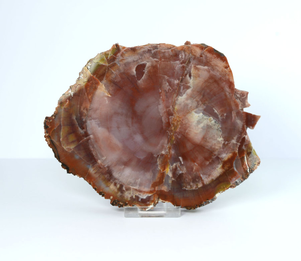 Scheibe Scheibe Versteinertes Holz Rot aus Arizona