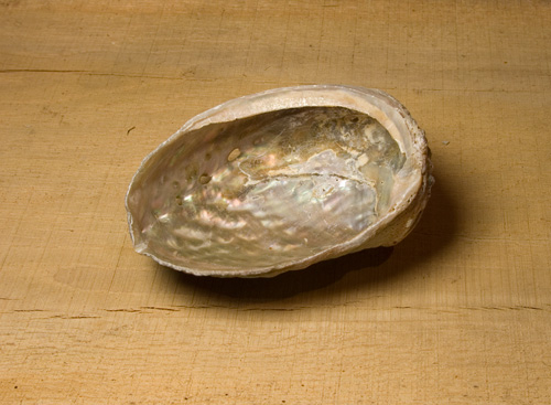 Abalone Muschel M