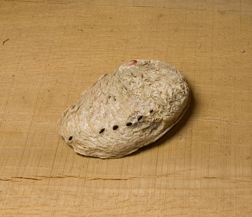 Abalone Muschel XS, Ansicht 2