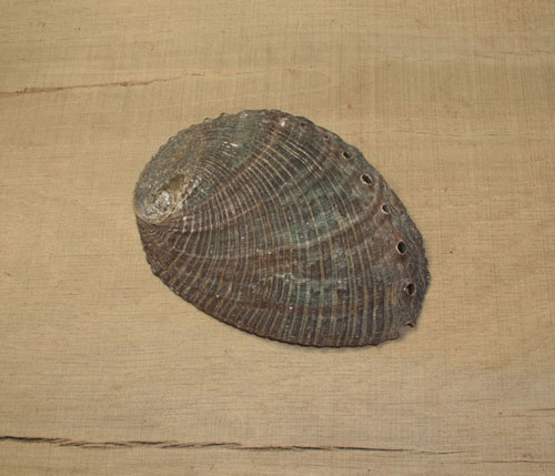 Abalone Muschel S, Ansicht 2