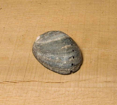 Abalone Muschel XXS, Ansicht 2